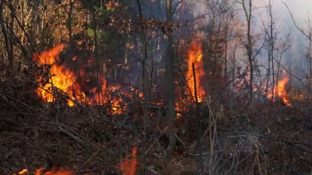 Eld Skogen Förstör Naturen — Stockvideo