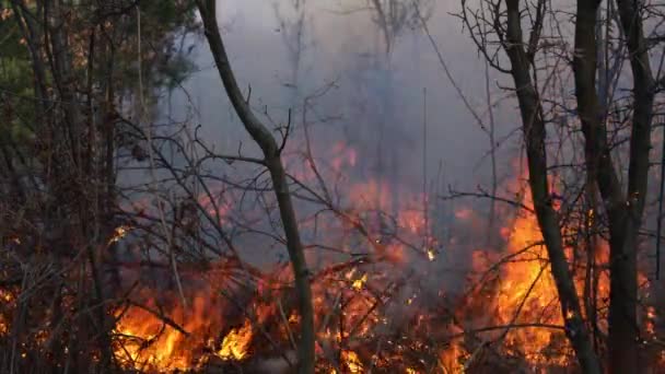 Fuego Bosque Destruye Naturaleza — Vídeo de stock