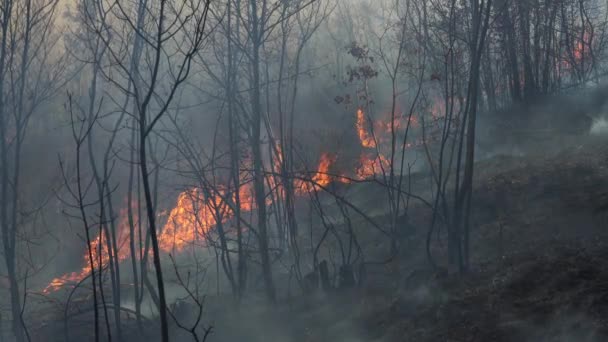 Vuur Het Bos Vernietigt Natuur — Stockvideo