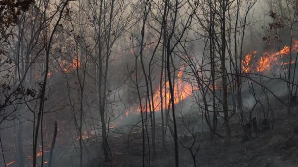 森林大火摧毁自然 — 图库视频影像
