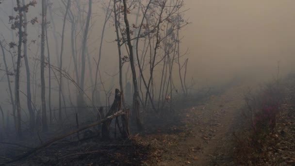 Φωτιά Στο Δάσος Καταστρέφει Φύση — Αρχείο Βίντεο