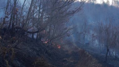 Ormandaki yangın doğayı yok eder.