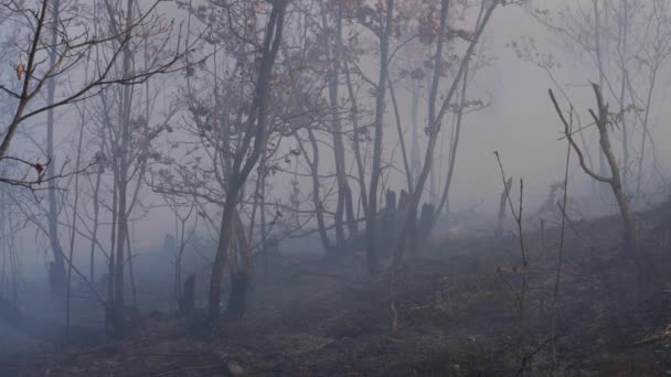 Fuoco Nella Foresta Distrugge Natura — Video Stock