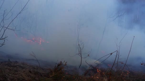 Fuego Bosque Destruye Naturaleza — Vídeo de stock