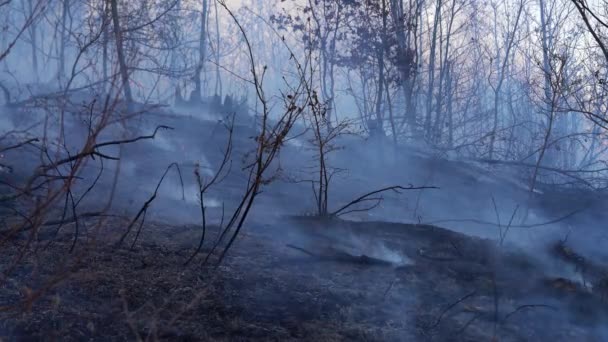 森の火は自然を破壊する — ストック動画