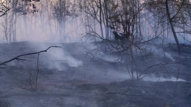 Fuego Bosque Destruye Naturaleza — Vídeo de stock