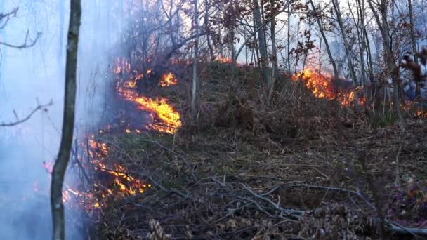 Пожар Лесу Уничтожает Природу — стоковое видео