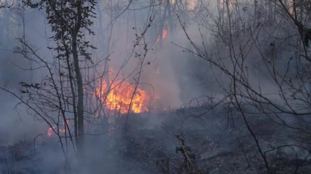 Φωτιά Στο Δάσος Καταστρέφει Φύση — Αρχείο Βίντεο