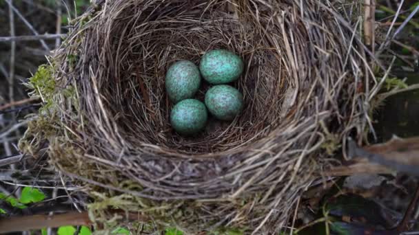 Черная Птица Гнездо Голубыми Яйцами Дереве Близко — стоковое видео