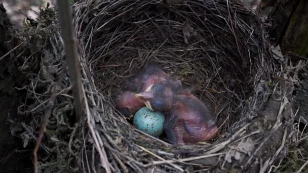 Blackbird Chicks Nest — Stock Video