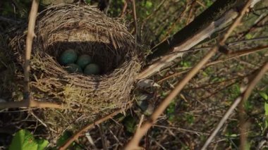 Karakuş'un bir ağaçta mavi yumurtalarla yuvakurması