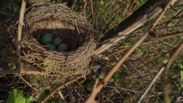 木の上に青い卵を持つブラックバードの巣をクローズアップ — ストック動画