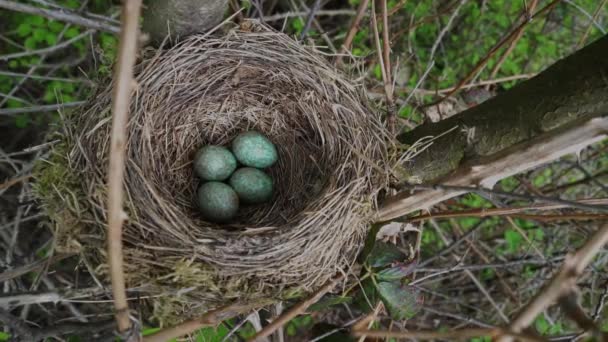 木の上に青い卵を持つブラックバードの巣をクローズアップ — ストック動画
