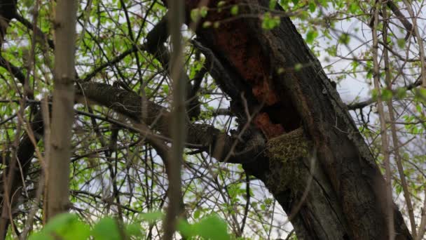 Hnízdo Blackbirda Starém Stromě — Stock video