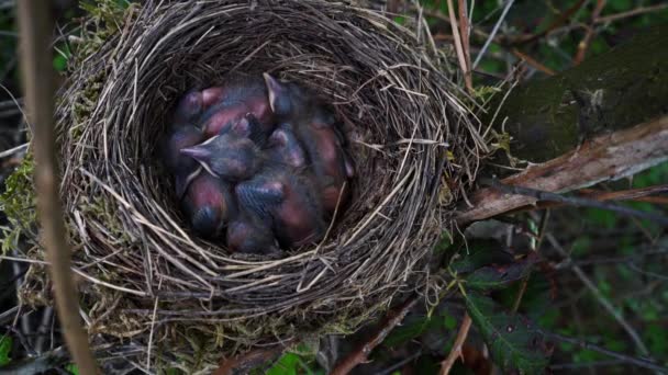 Blackbird Chicks Nest — Stock Video