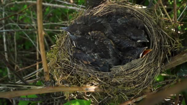 Blackbird Mláďata Hnízdě — Stock video