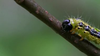Bir ağaç dalı üzerinde Kutu Ağacı Güve Caterpillar (Cydalima perspectalis)