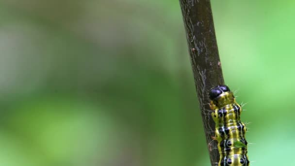 Polilla Del Árbol Caja Oruga Una Rama Árbol Cydalima Perspectalis — Vídeo de stock