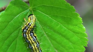 Yaprak üzerinde Kutu Ağacı Güve Caterpillar (Cydalima perspectalis)