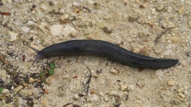 Salyangoz (Gastropoda) yavaş yavaş gider