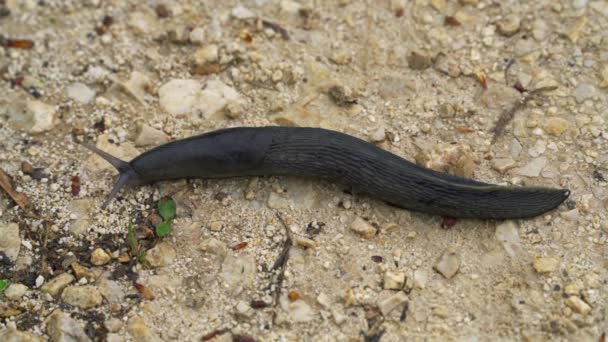 カタツムリ ガストロポダ はゆっくりと行く — ストック動画