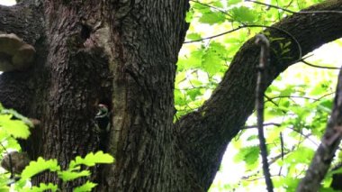 Middle Spotted Woodpeckers (Leiopicus medius) brings food for the chicks to nest in tree