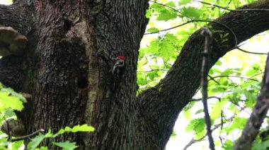 Middle Spotted Woodpeckers (Leiopicus medius) brings food for the chicks to nest in tree