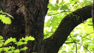Middle Spotted Woodpeckers (Leiopicus medius) brings food for the chicks to nest in tree