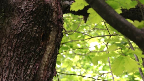 中位のキツツキ Leiopicus Medius 雛のための食べ物を木の中に巣を作る — ストック動画