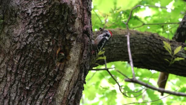 Le Pic tacheté moyen (Leiopicus medius) apporte de la nourriture aux oisillons qui nichent dans les arbres