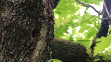 Middle Spotted Woodpeckers (Leiopicus medius) brings food for the chicks to nest in tree