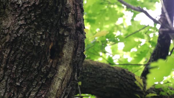 中间斑点啄木鸟 Leiopicus Medius 为幼鸟提供食物在树上筑巢 — 图库视频影像