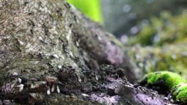 Kanatlı karıncaların periyodik görünümü