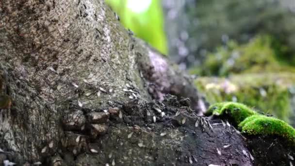 Pravidelný Vzhled Okřídlených Mravenců — Stock video