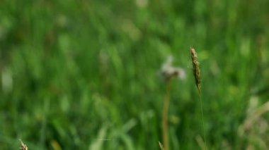 Karahindiba tohumunda patlayan adam (Taraxacum)
