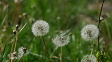 Rüzgar karahindiba tohumlarını uçurur (Taraxacum)