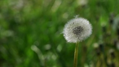 Rüzgar karahindiba tohumlarını uçurur (Taraxacum)