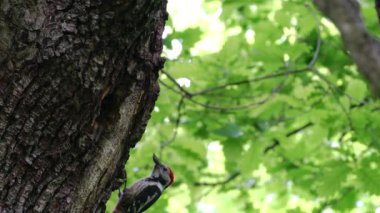 Middle Spotted Woodpeckers (Leiopicus medius) brings food for the chicks to nest in tree