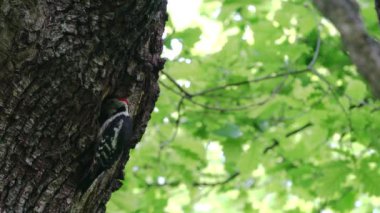 Middle Spotted Woodpeckers (Leiopicus medius) brings food for the chicks to nest in tree