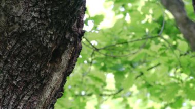 Middle Spotted Woodpeckers (Leiopicus medius) brings food for the chicks to nest in tree