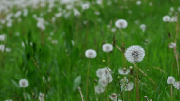 Wiatr Wieje Nasiona Mniszka Lekarskiego Taraxacum — Wideo stockowe