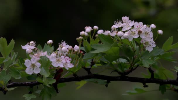 Branche Aubépine Fleur — Video