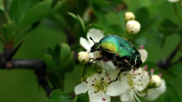 Yeşil Gül Chafer Cetonia Aurata Alıç Çiçeği Üzerinde — Stok video