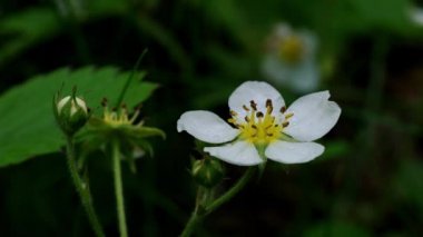 Doğal ortamda yabani çilekler çiçek açar. 