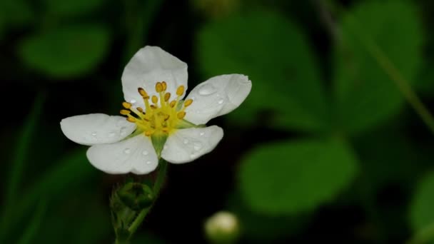 Wild Strawberry Blooms Natural Environment — 비디오