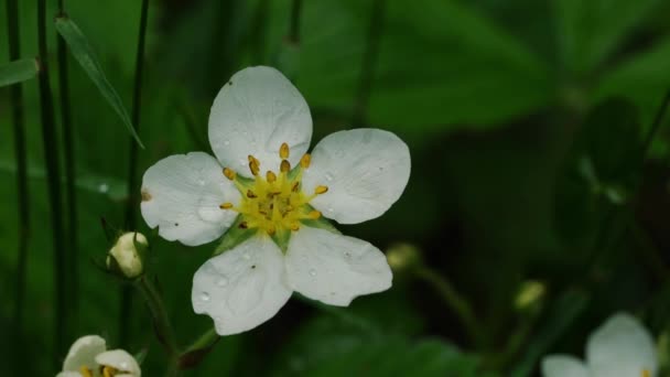 Wild Strawberry Blooms Natural Environment — 비디오
