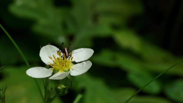 Floresce Morango Selvagem Ambiente Natural Gafanhoto — Vídeo de Stock