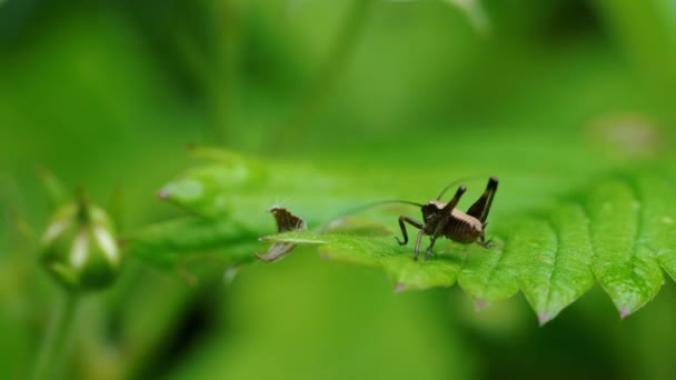 Little Brown Grasshopper Leaf — Stock Video