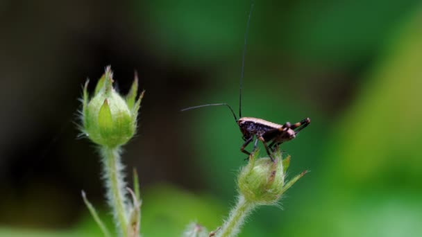 Una Piccola Cavalletta Marrone Sul Sangue Fragola Selvatica — Video Stock