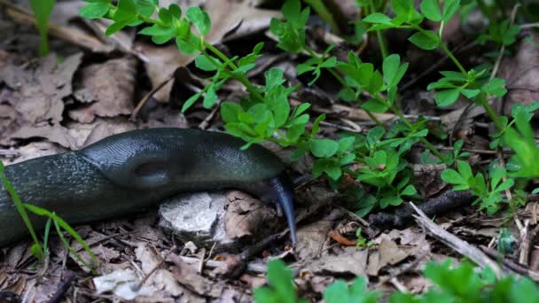 Salyangoz Gastropoda Yavaş Yavaş Gidiyor — Stok video